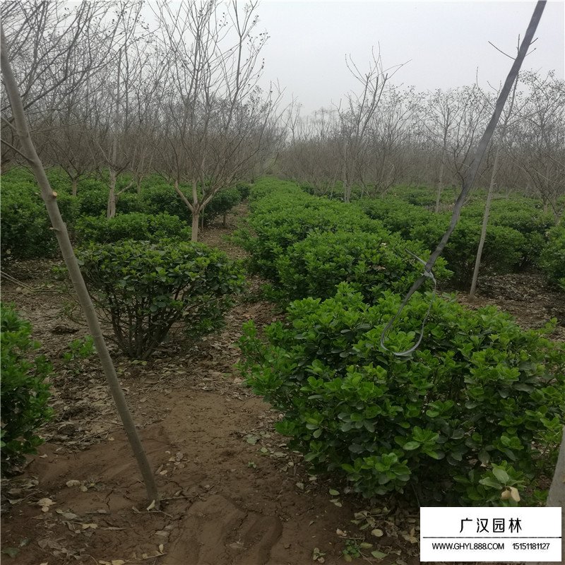 不同規格的冬青球價格