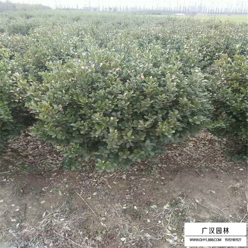不同規格的冬青球價格