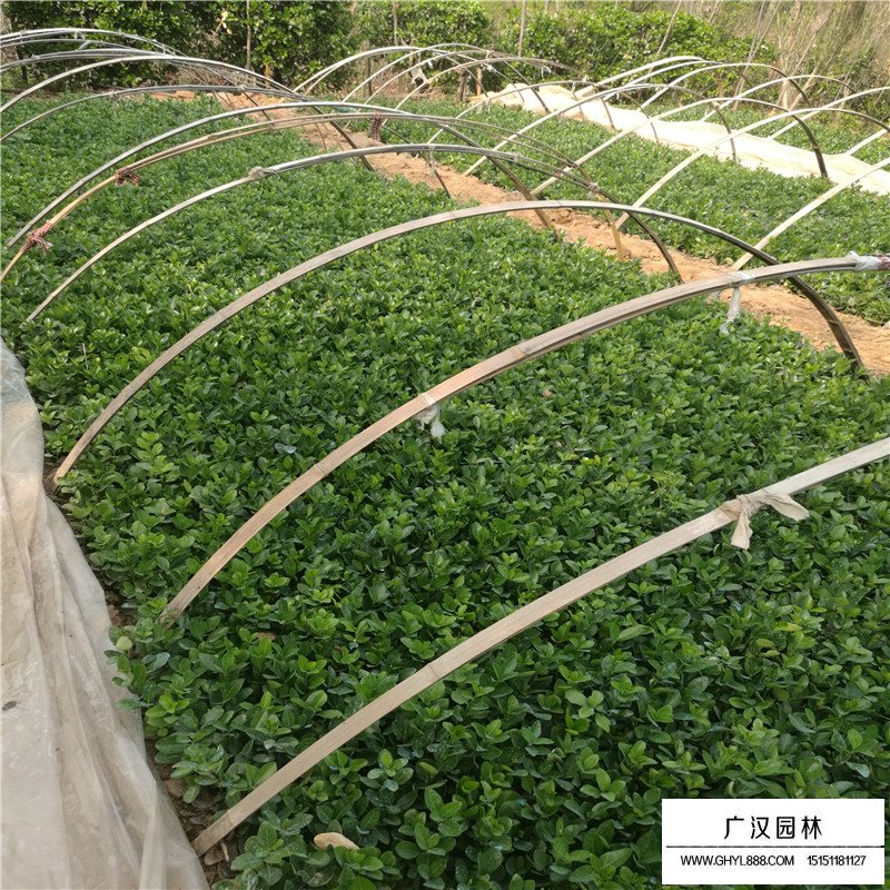 不同規格的冬青球價格