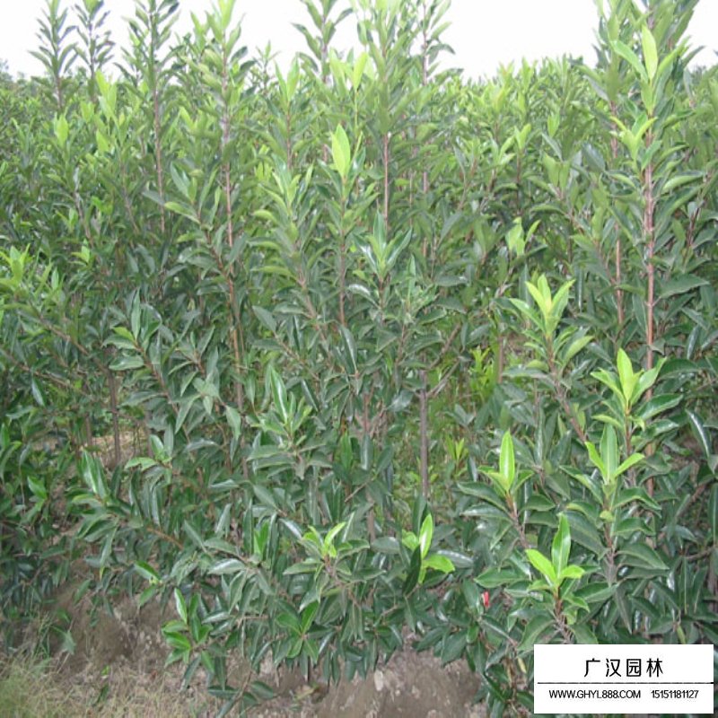 不同高度的法國冬青價格