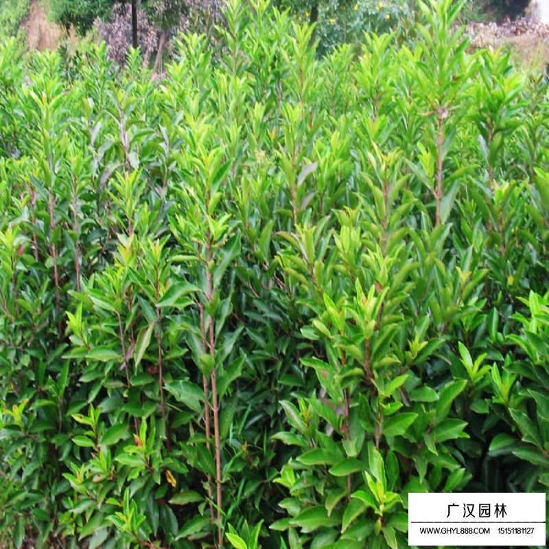 不同高度的法國冬青價格