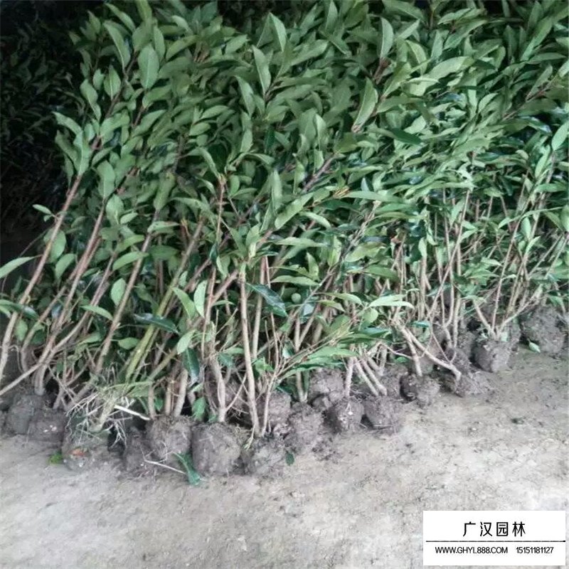 不同高度的法國冬青價格
