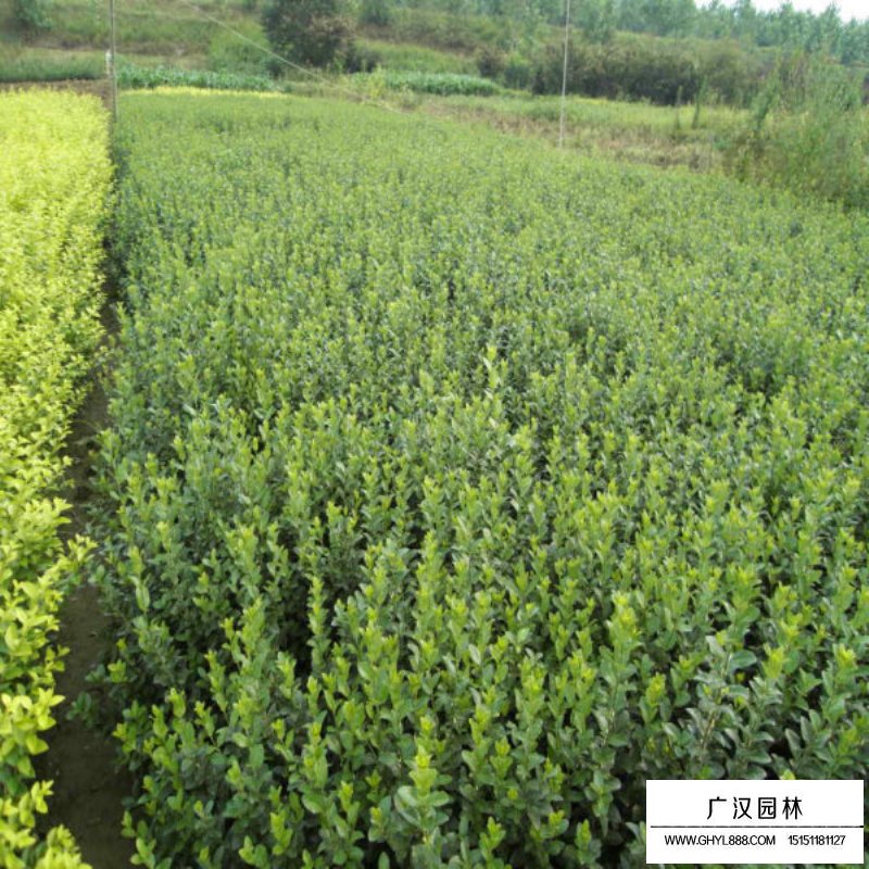 扶芳藤小苗最新價格