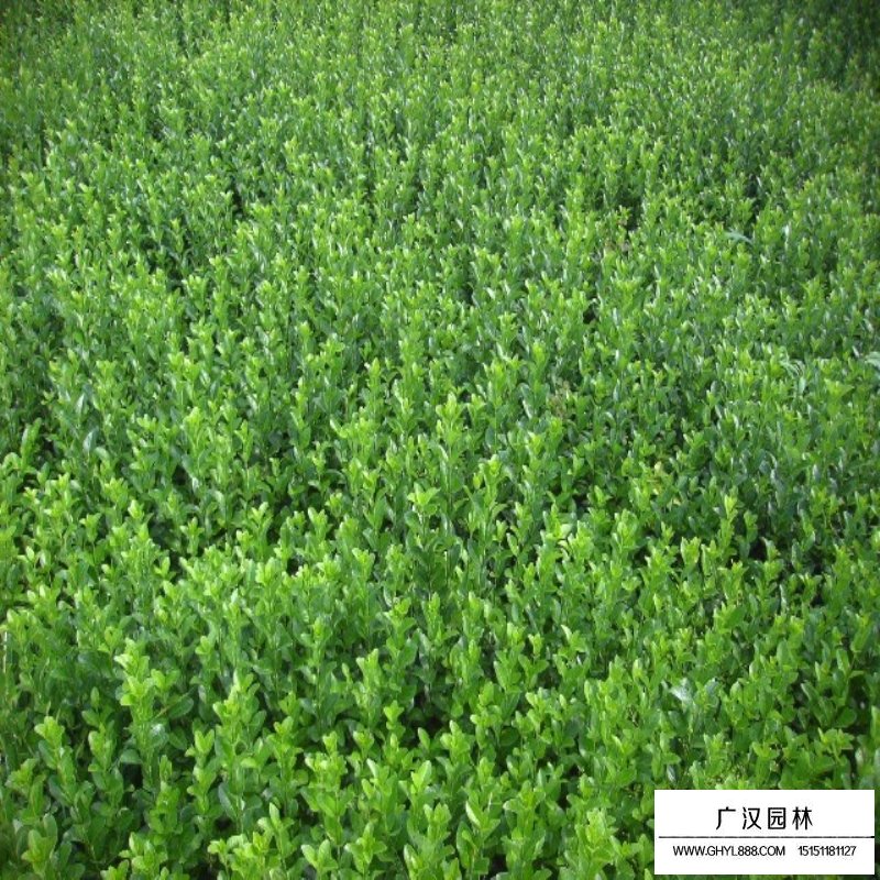 扶芳藤小苗最新價格
