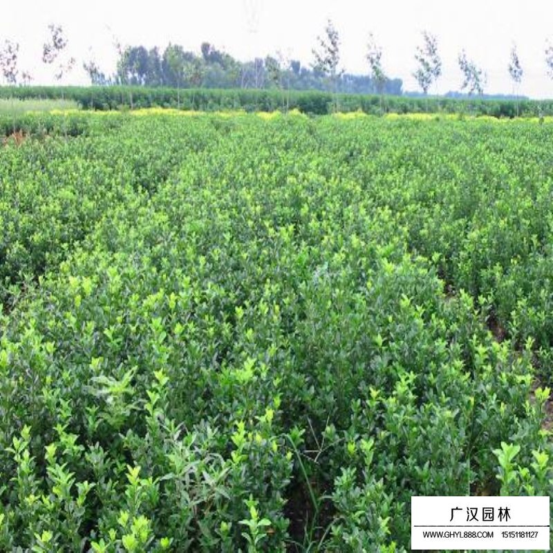扶芳藤小苗最新價格