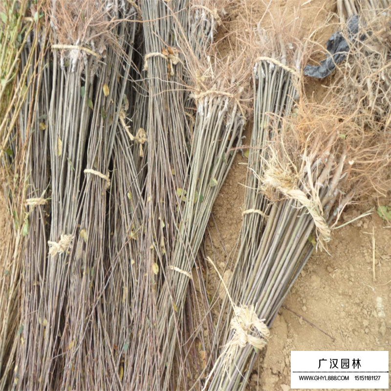5公分紅寶石海棠報價