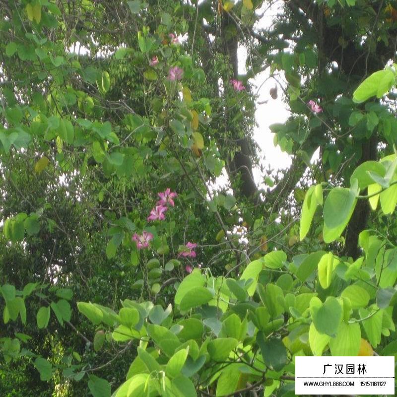 獨桿紫荊價格