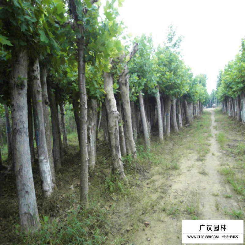 法國梧桐的最新價格