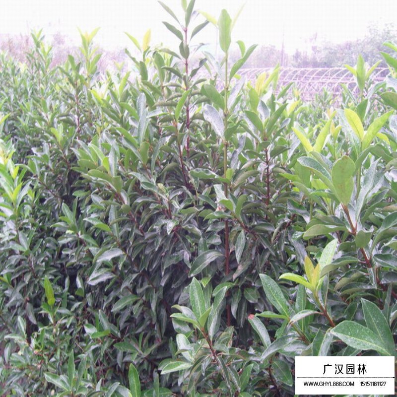 法國冬青小苗最新價格