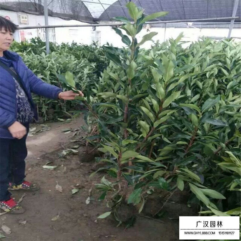 法國冬青小苗最新價格