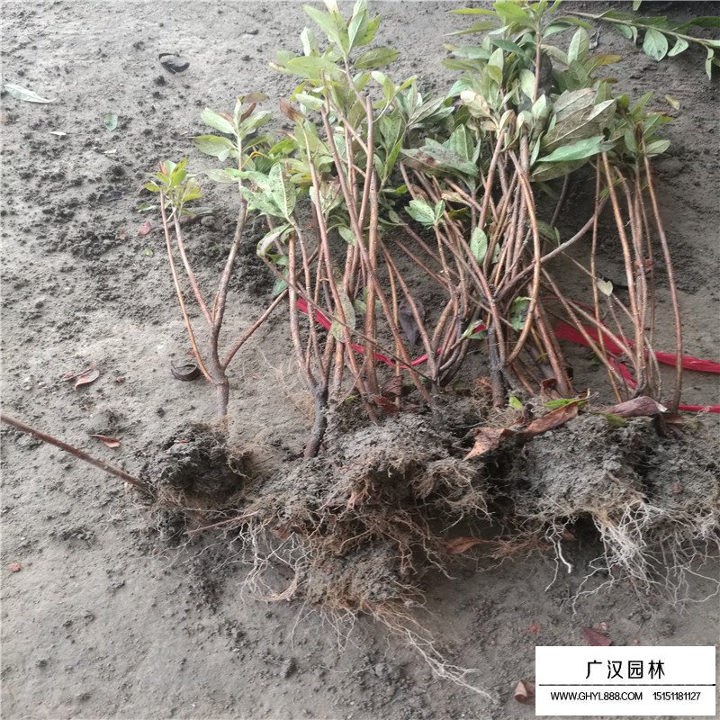 杜鵑花小苗多少錢一棵(圖5)