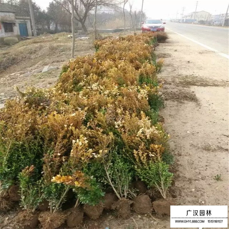 瓜子黃楊