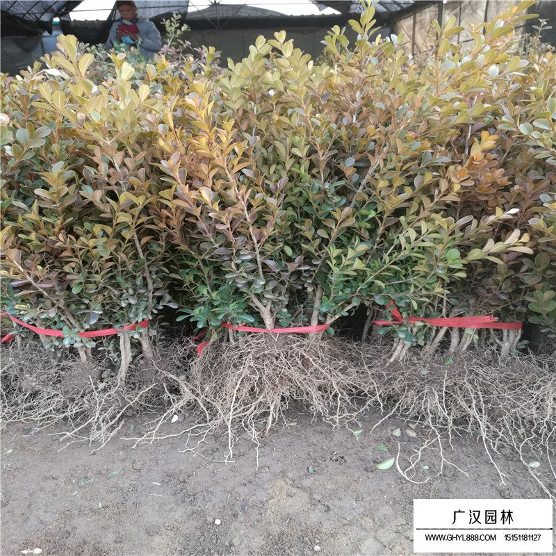 瓜子黃楊