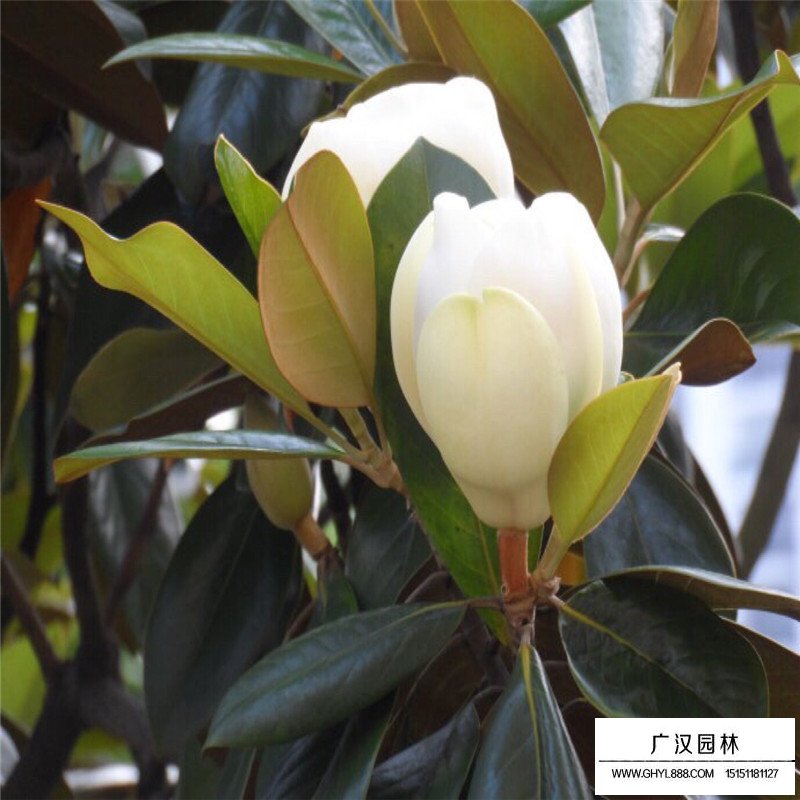 廣玉蘭