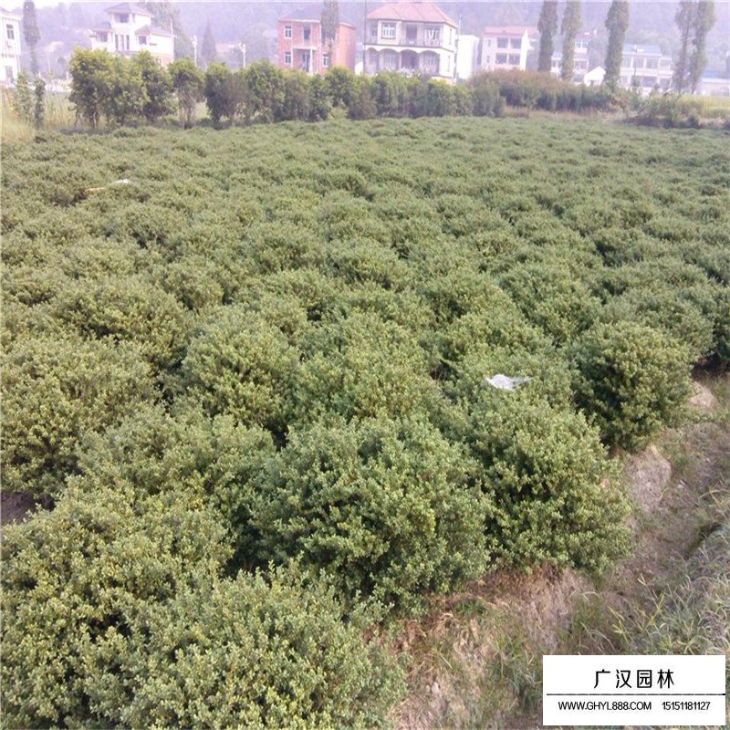 龜甲冬青球