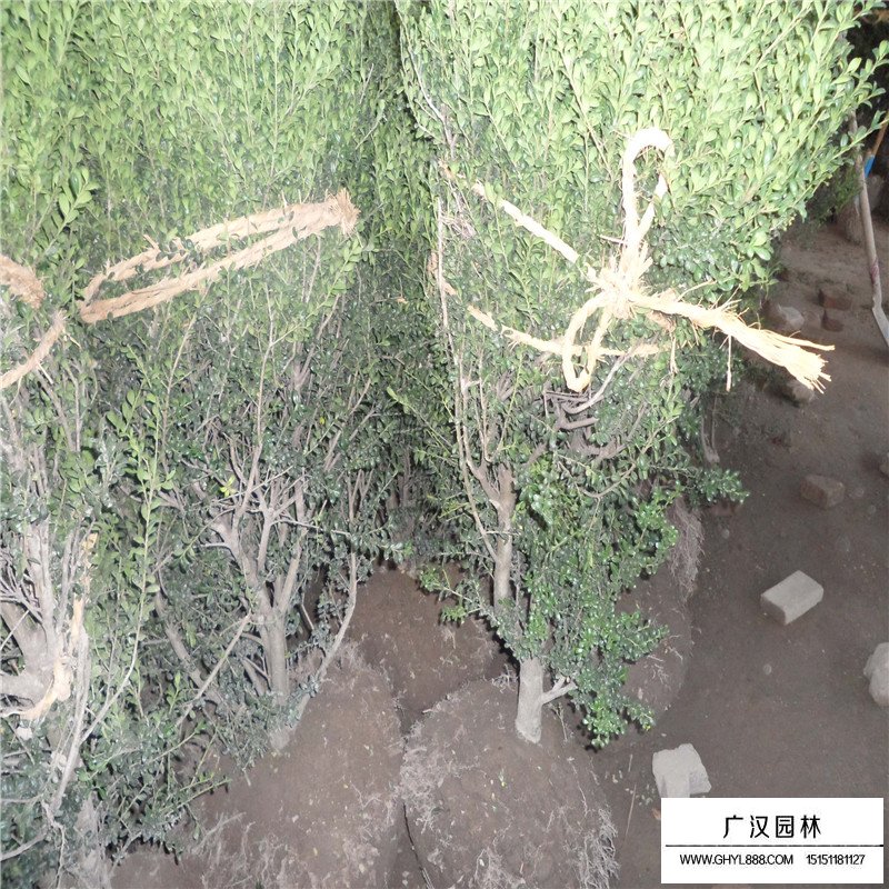 龜甲冬青球