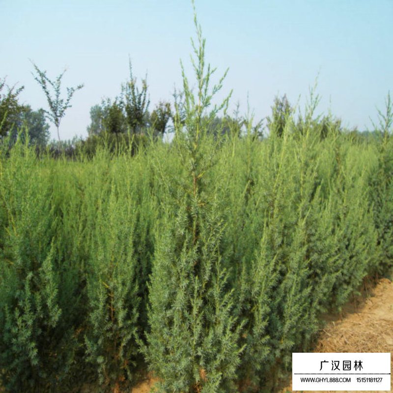 河南檜