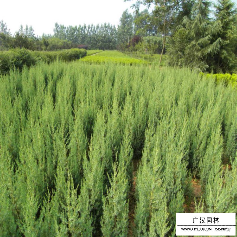 河南檜