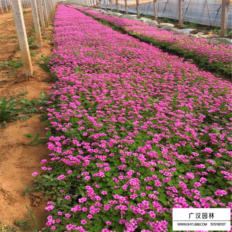 紅花酢漿草沭陽基地