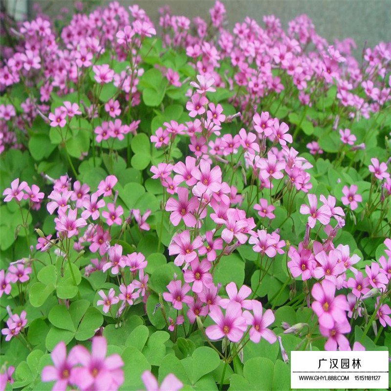 紅花酢漿草沭陽基地