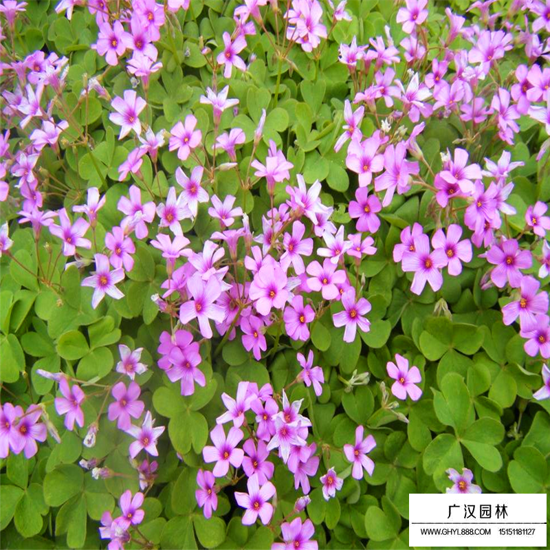 紅花酢漿草沭陽基地