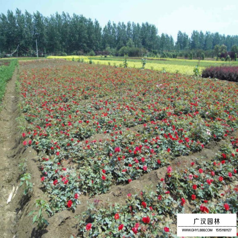 紅帽月季