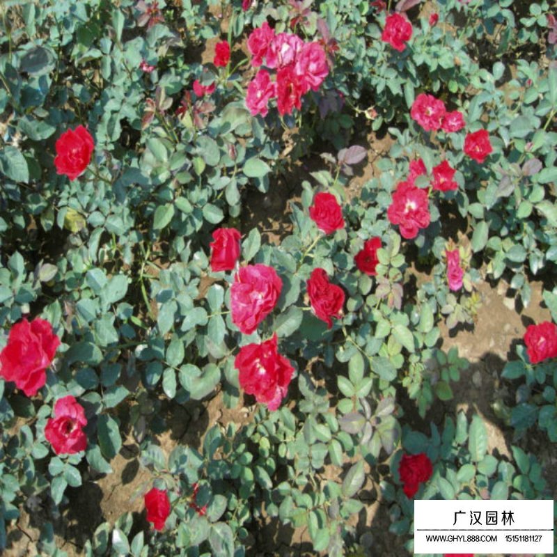 紅帽月季