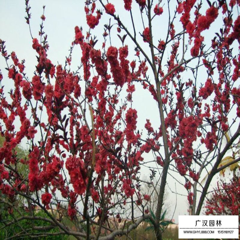 紅葉碧桃價格