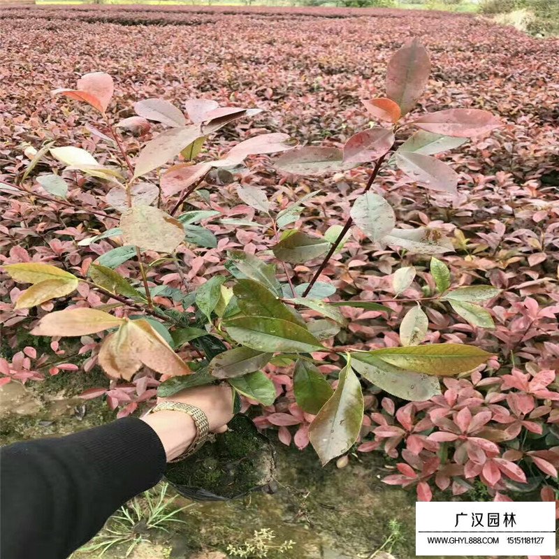 石楠樹如何提高種植效率(圖1)