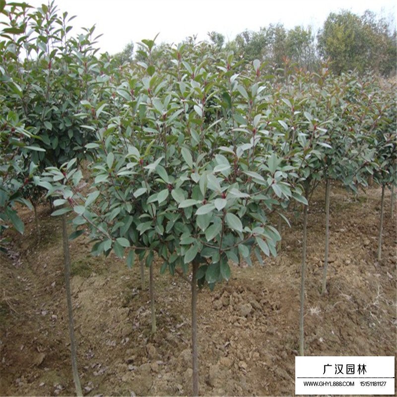 石楠樹如何提高種植效率(圖2)