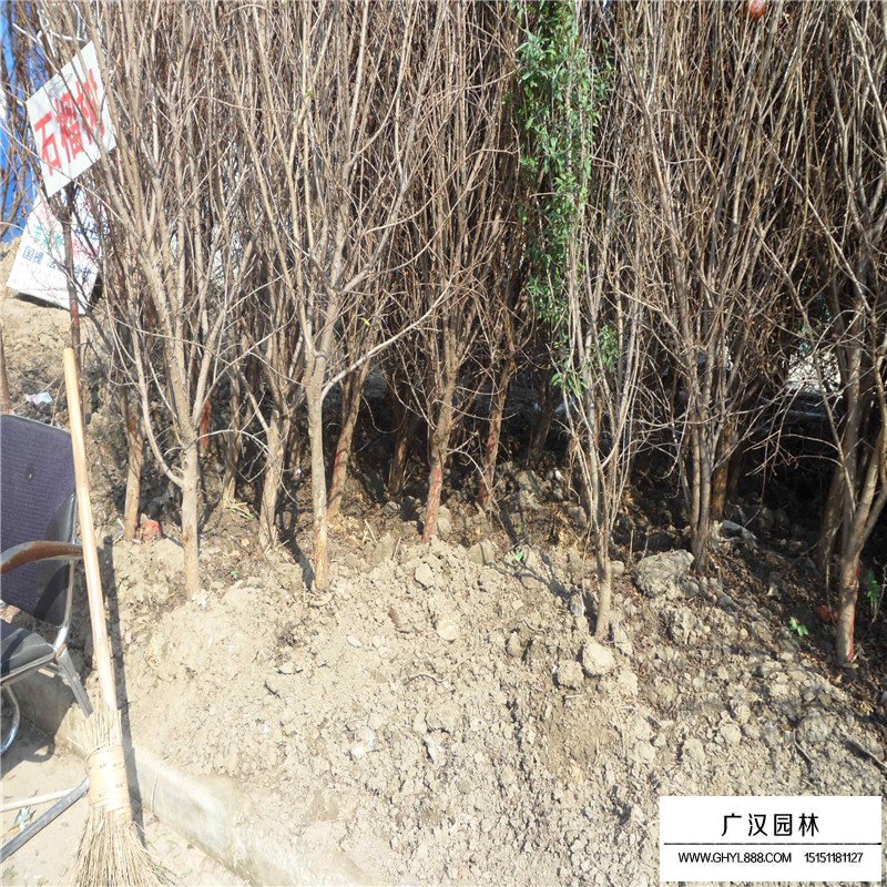 哪里可以買到黑籽甜石榴樹苗(圖3)