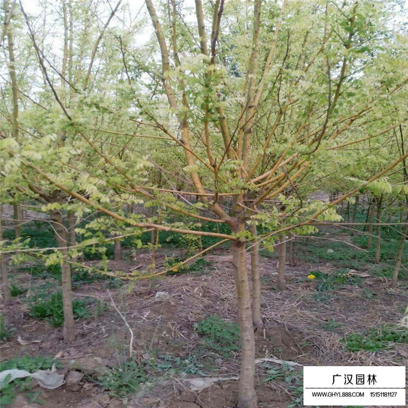 黃金槐樹價格