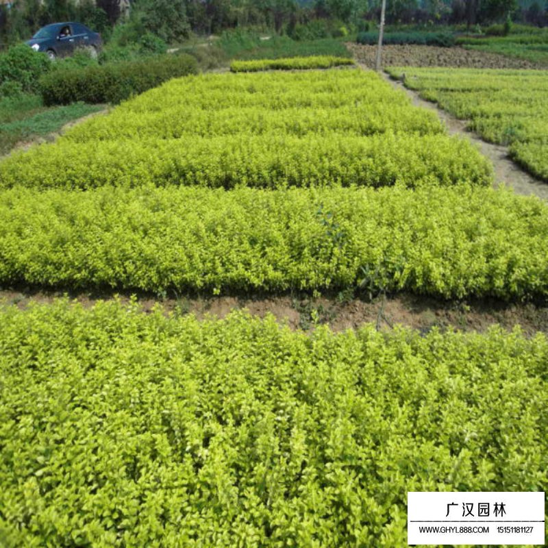 黃葉女貞