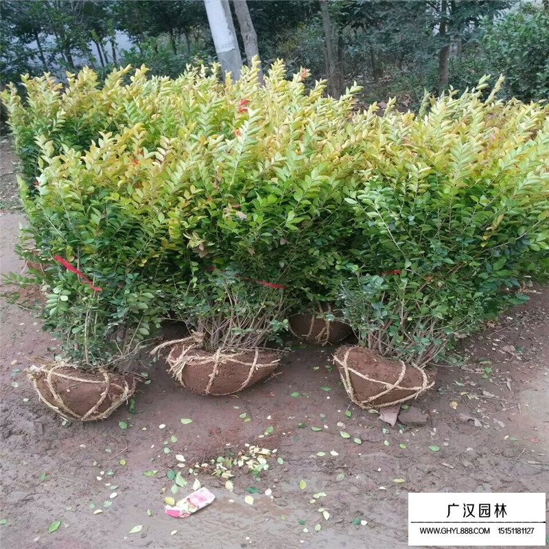 黃葉女貞球(圖4)