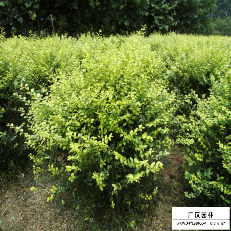 黃葉女貞球(圖5)