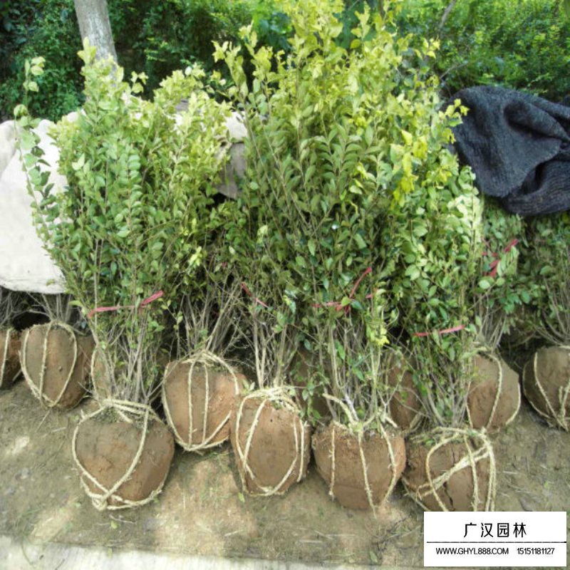 黃葉女貞球(圖9)