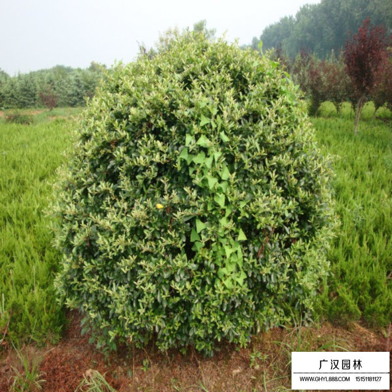 火棘球(圖1)