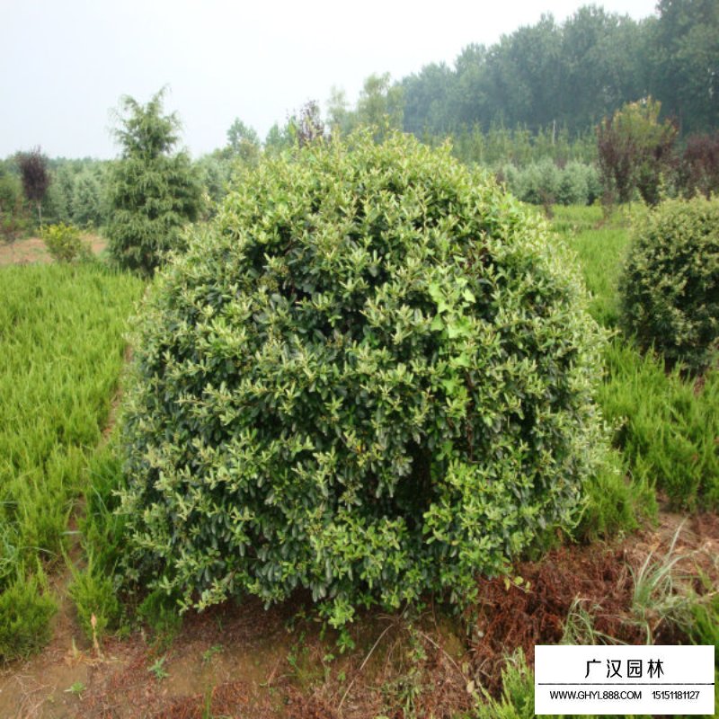 火棘球(圖4)