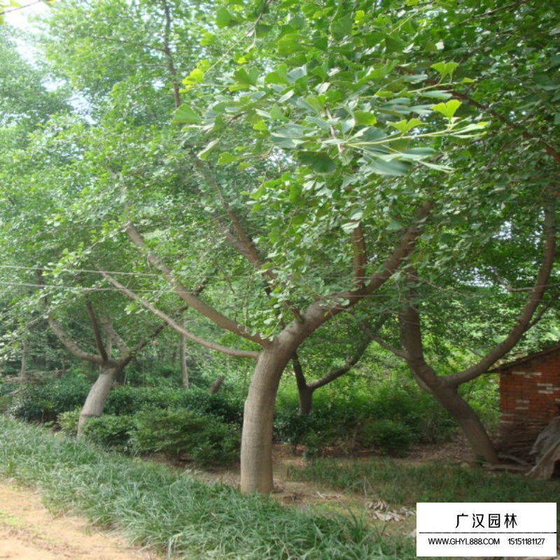 嫁接銀杏