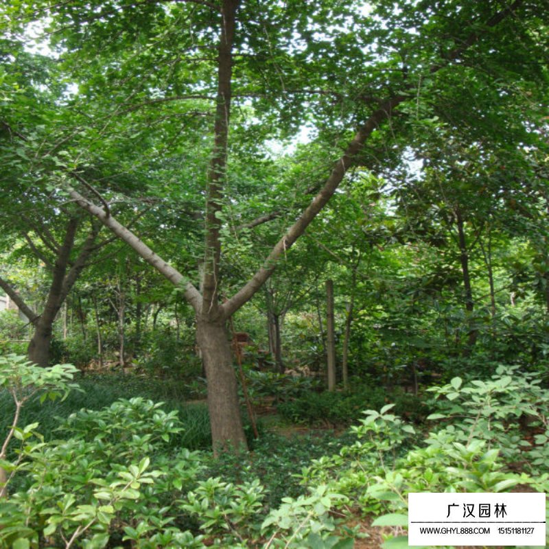 嫁接銀杏