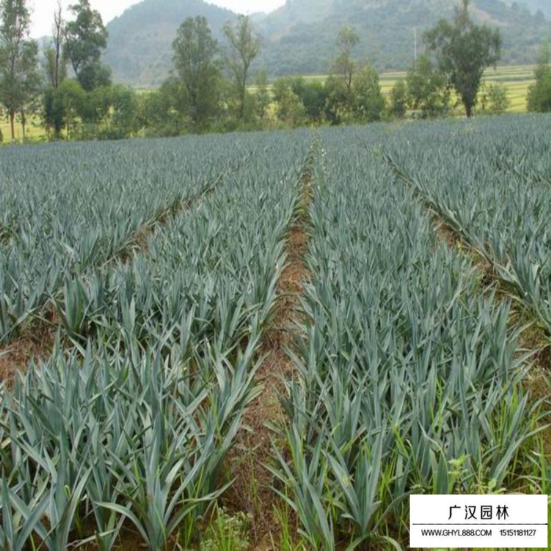 劍麻(圖3)