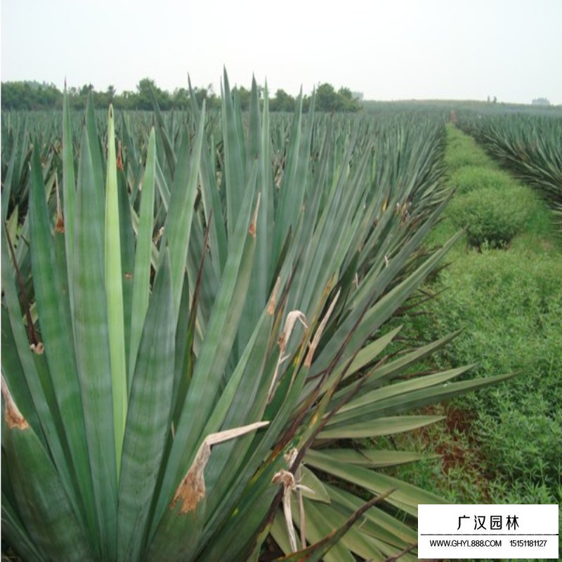 劍麻(圖14)