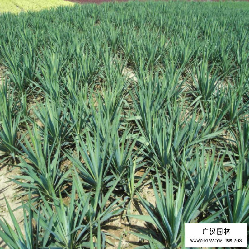 劍麻(圖15)
