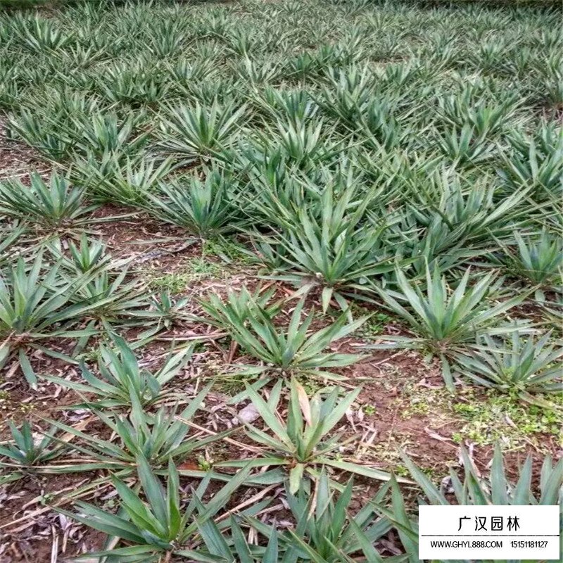 劍麻(圖10)
