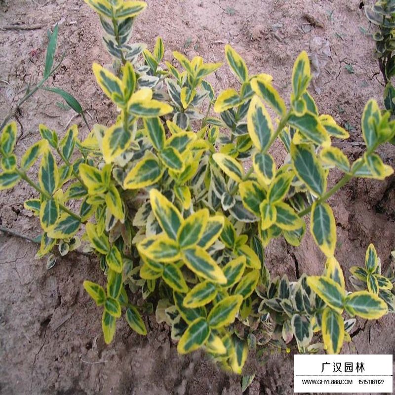 金葉蕕