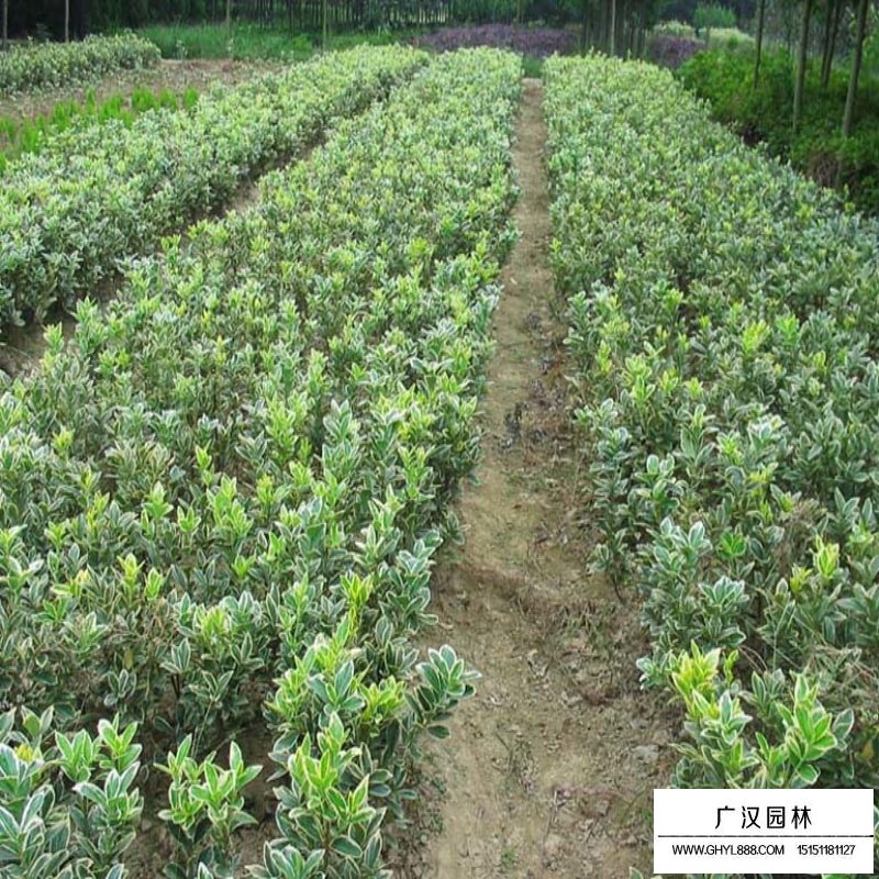 黃楊樹價格