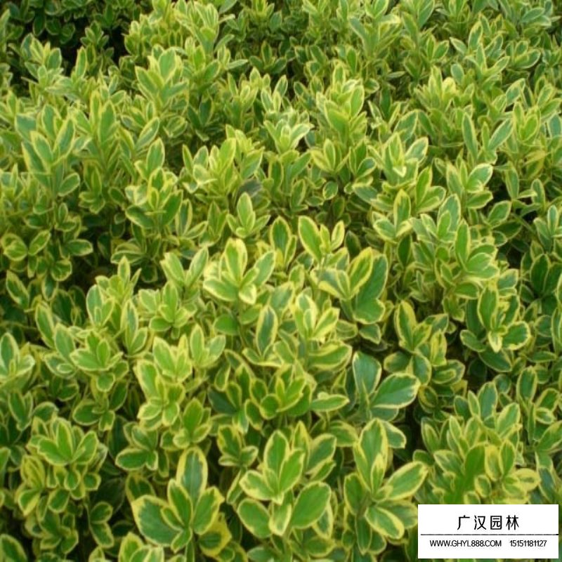 金邊黃楊