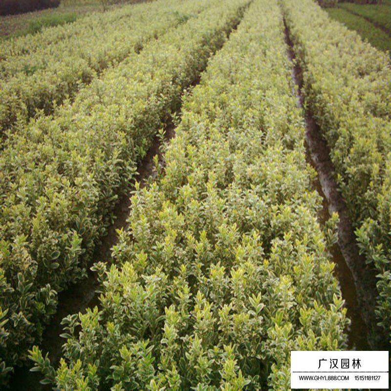 金邊黃楊
