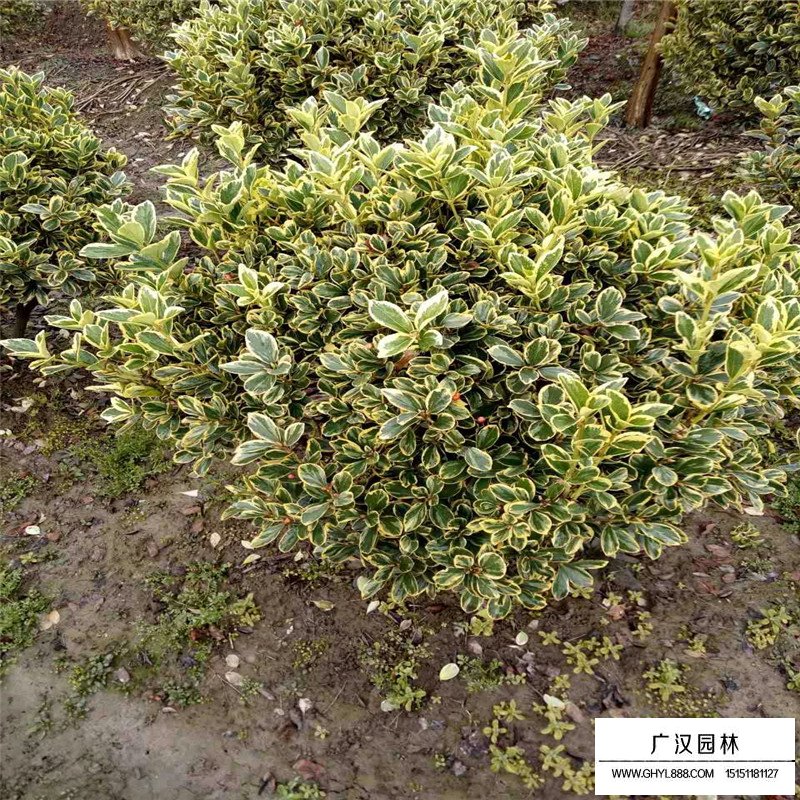 金邊黃楊球