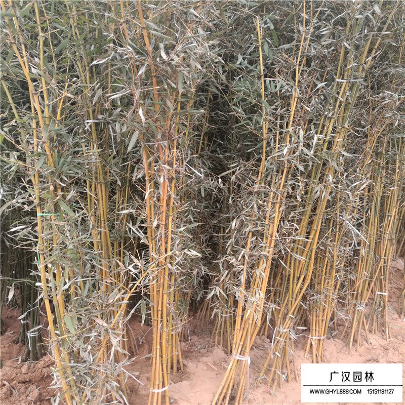 金鑲玉竹(圖3)